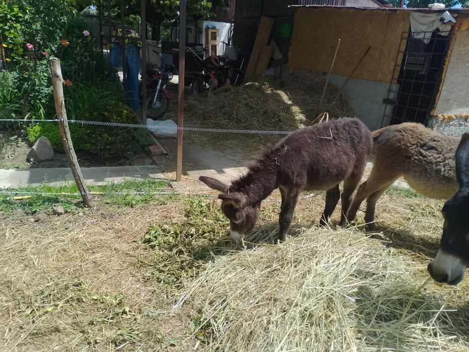 De vânzare măgăriță