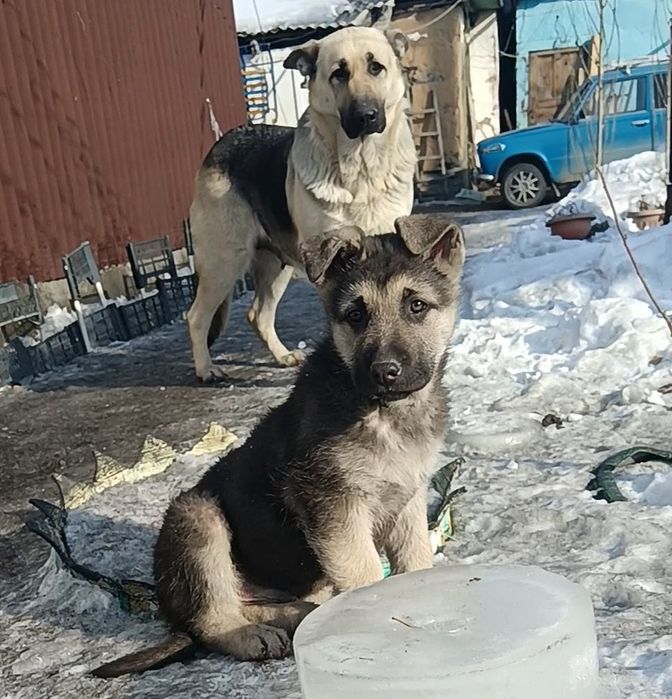 Продам щенков ВЕО