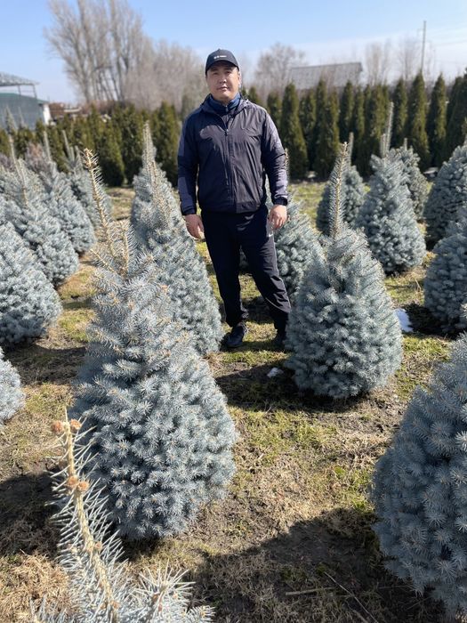 Туи смарагд,Можжевельник,Ели,Сосны.