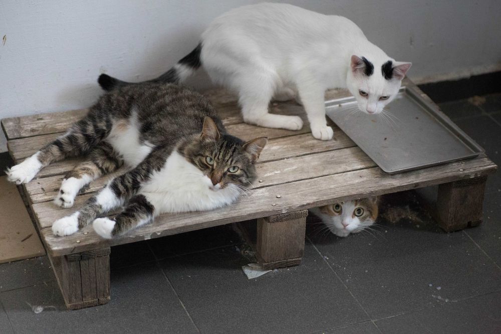 CAZARE caine,pensiune PET HOTEL,PET SITTER bona animale