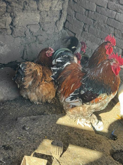 Разпродажба на домашни животни.