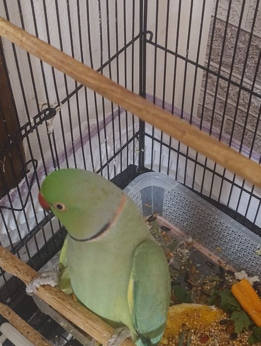 Papagal Micul Alexandru