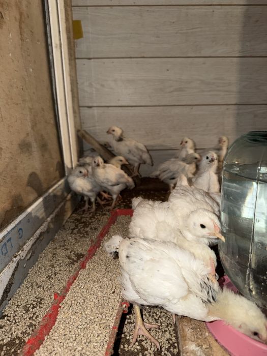 Адлер балапан 1 айлык