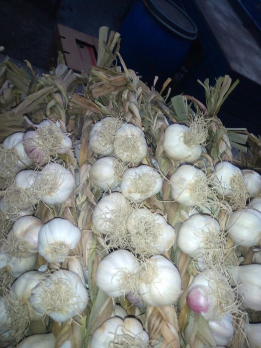 Sireaguri Usturoi de Copălău românesc