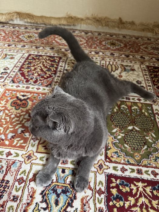 Отдам кота в добрые руки