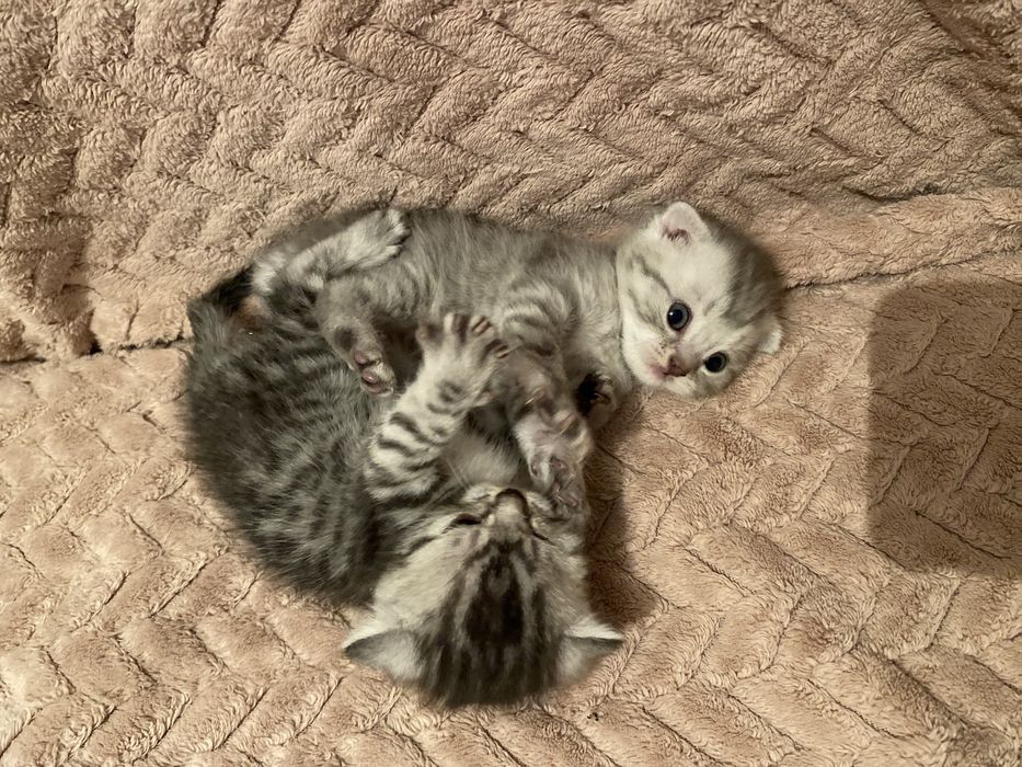 Шотландцы вислоухие мальчики пишите на ватсап