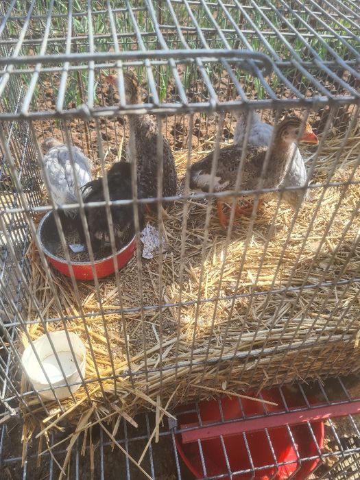 Vând boboci de gasca, rață și puișori de rasă și românești la preturi accesibile