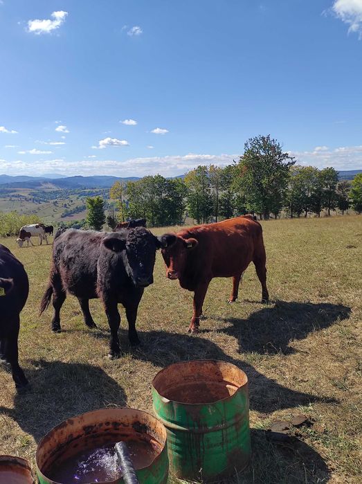 Se vând 8 juninci Angus cu certificat, foarte frumoase