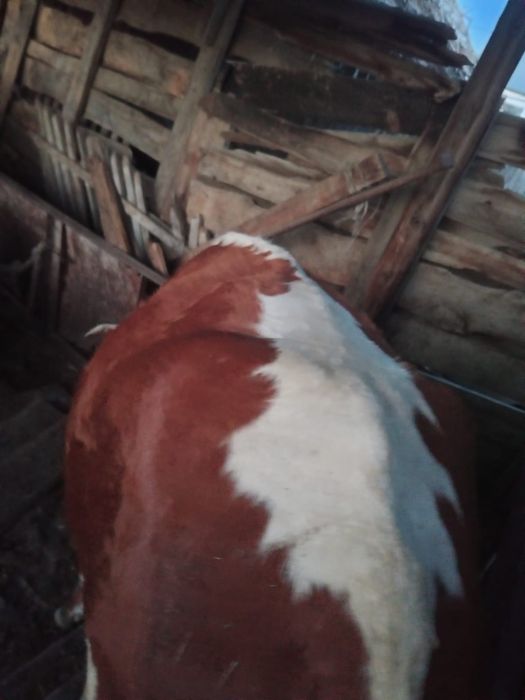 Продам телочку 1.5 годовалый