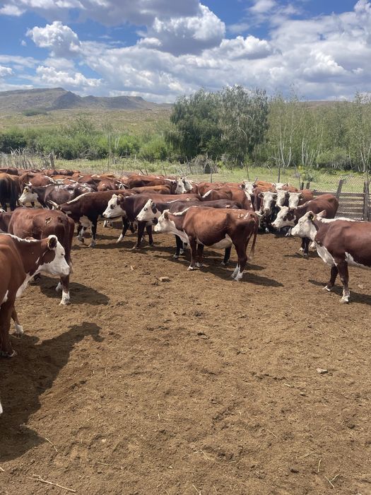 30 бас Ақбас буаз сиырлар сатылады акбас