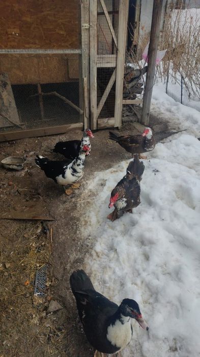 Продам селезней индоутки