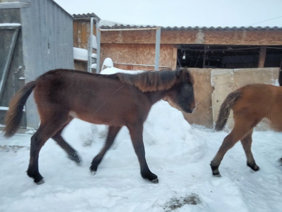 Продам кобылки 3 головы.