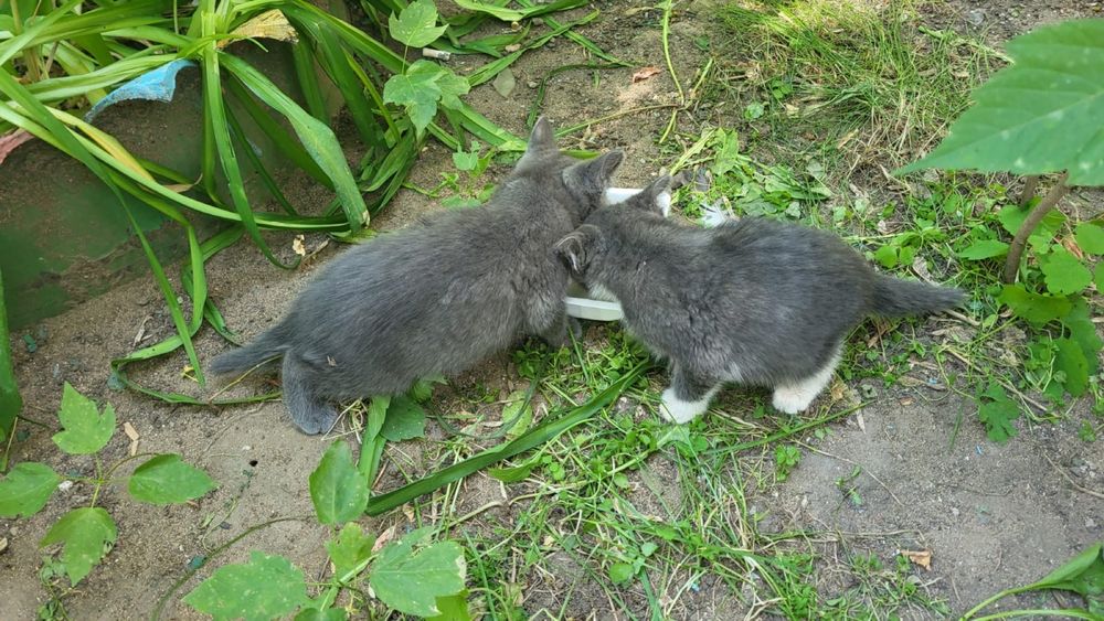 Дарю серых котят.