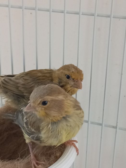 Vand canarite și canari