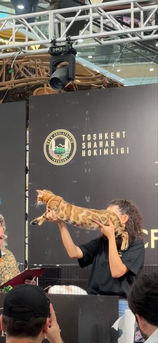 Продается кошка бенгальской породы Чемпион