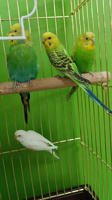 Волнистые попугаи