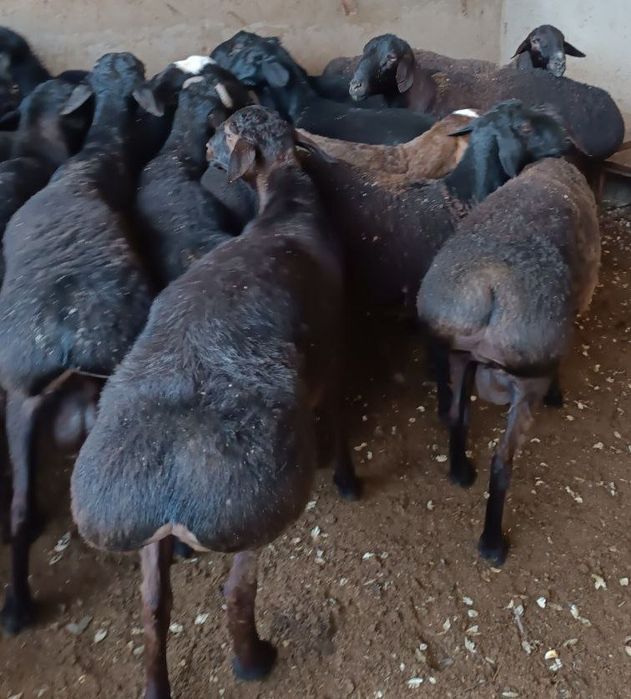 Qassob -Қассоб-Мясник хизмати