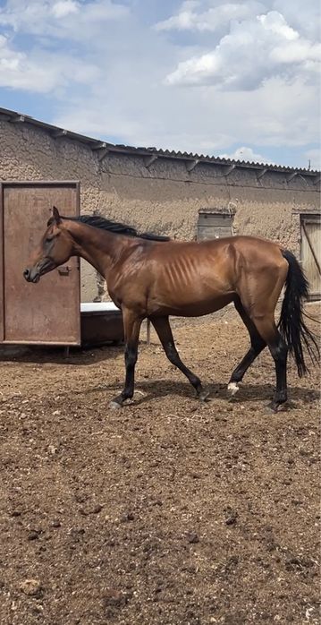 Тазағанды Бесті Айғыр Сатылады