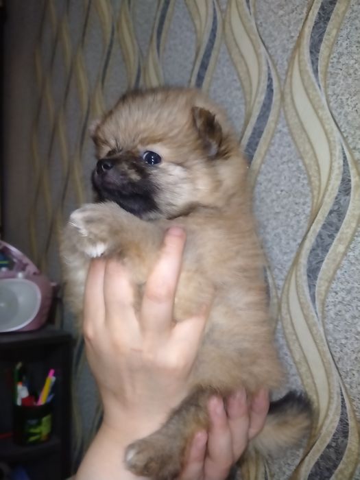 Померанский шпиц