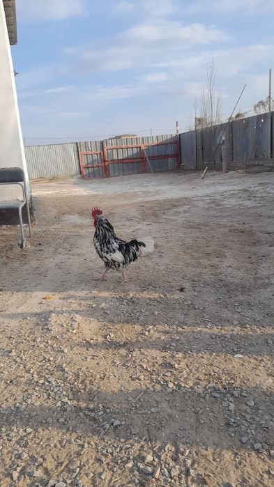 Қораздар сатылады