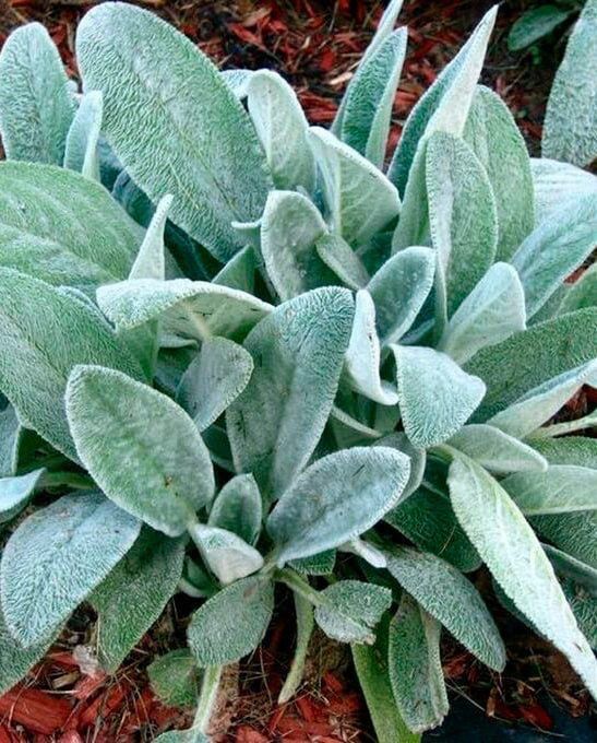 Продам растения для сада