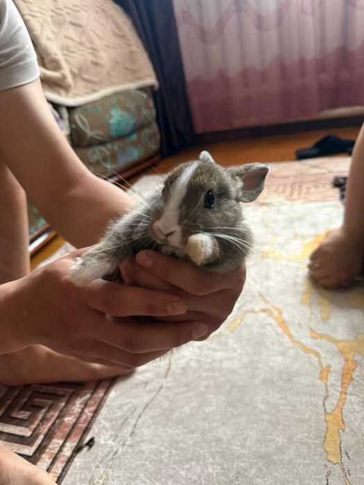 Продам кролика с клеткой и кормом