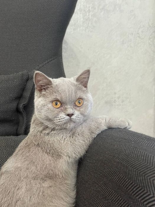 Кошка скоттиш страйт