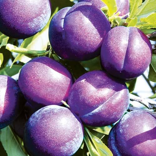 Prun piky loka.                      .