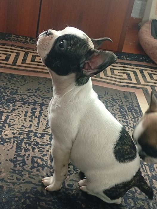 Французский бульдог. Срочно!!