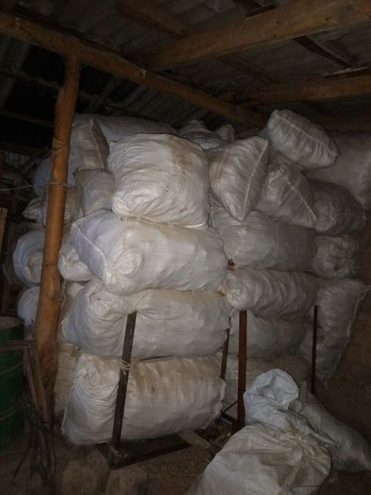 Mol qoʻy uchun galofka semichkani galoʻfkasi