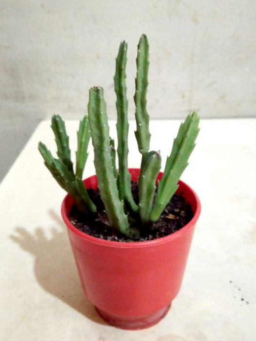 Саккулент Стапелия: Морская звезда, в простонародие "Рогач"