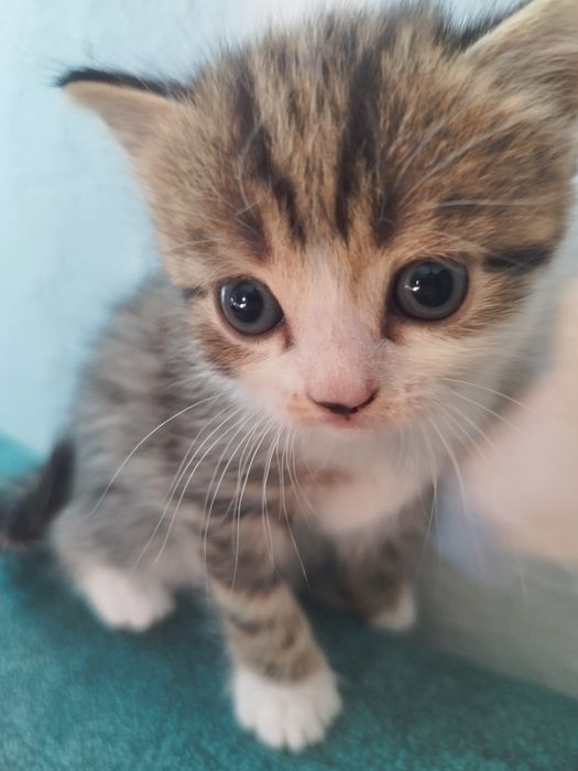 Продам котят папа британец