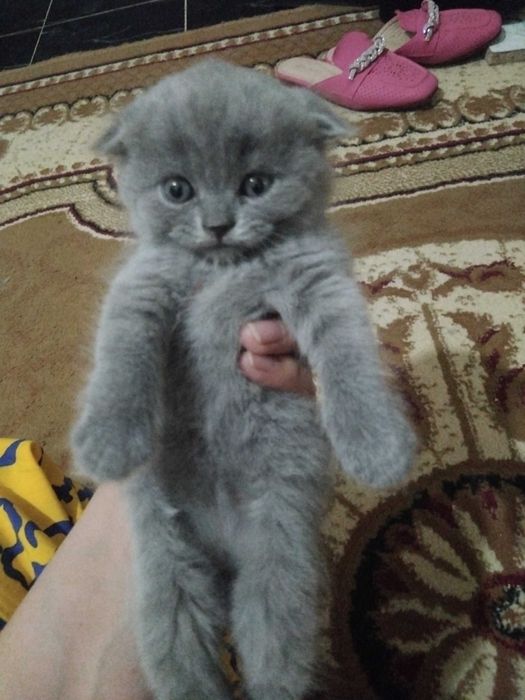 Продаются котята!