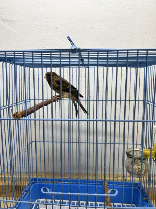 Конорейки поющие