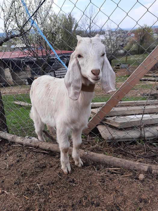 Tapisori anglo nubian  vârsta 2 luni