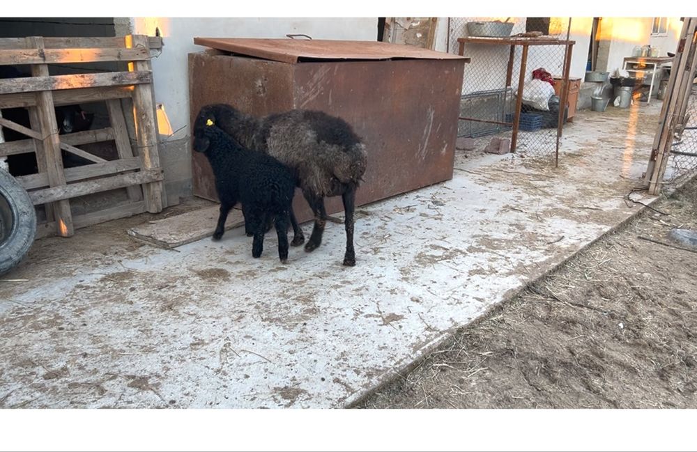 қозылы қой. 2жарым айлык