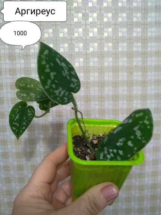 Продам Сциндапсусы