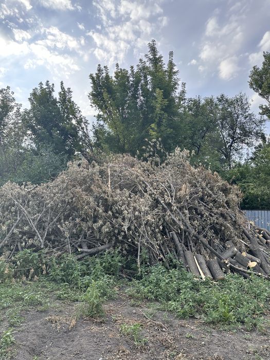 Бревна ветки дрова (клен)