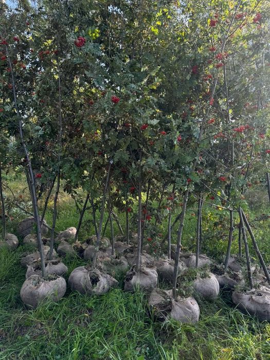 Тополь клен вязь рябина липа ель