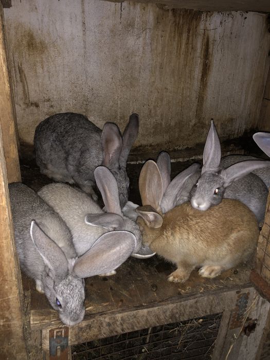 Кролчата на продажу