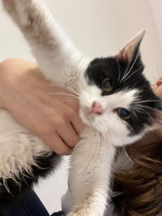 Подарявам бяло малко любвеобвилно котенце