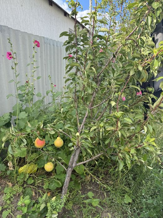 Продам частный дом. Срочно!