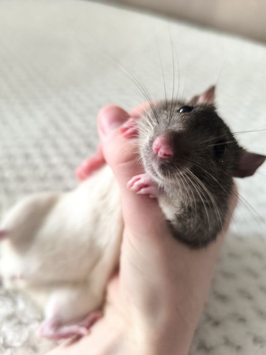 Продам крыс. Чистые ухоженные.