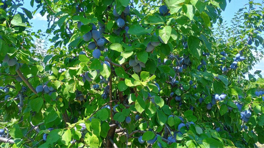 Prune de vânzare