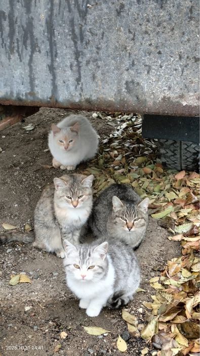 Кошечки в добрые руки.