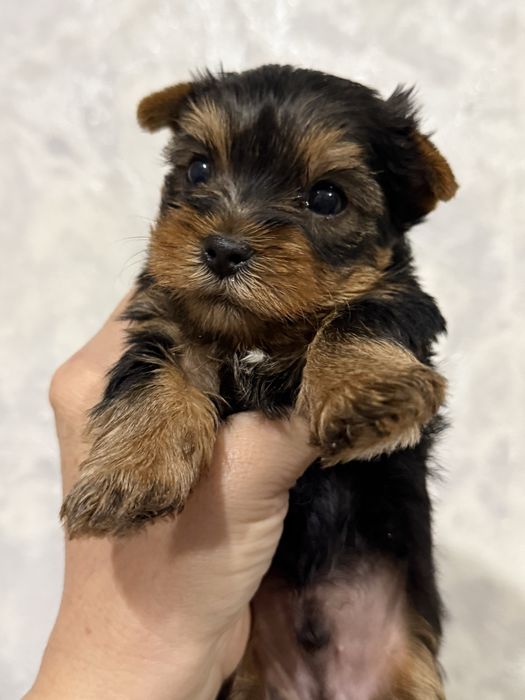 Мальчик йорчик мини