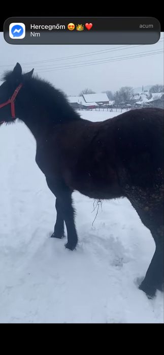 Vand manz de 6 luni mai multe detali in privat