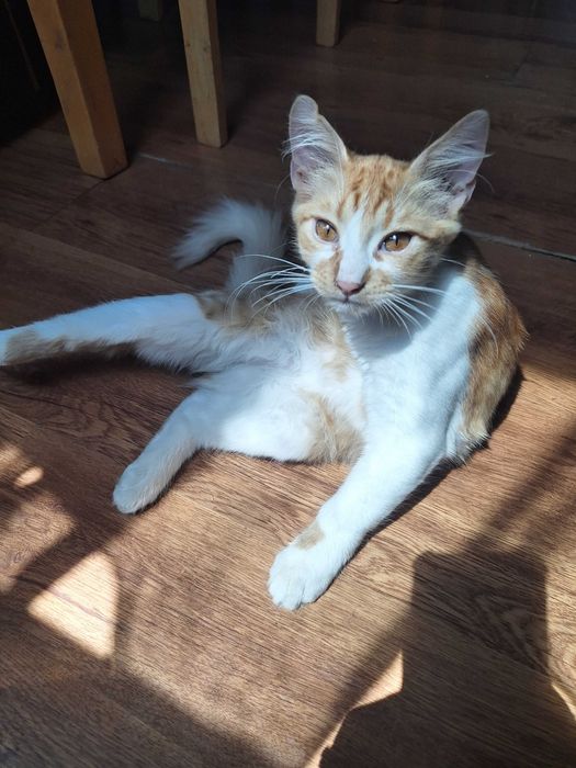 Малки сладки котенца