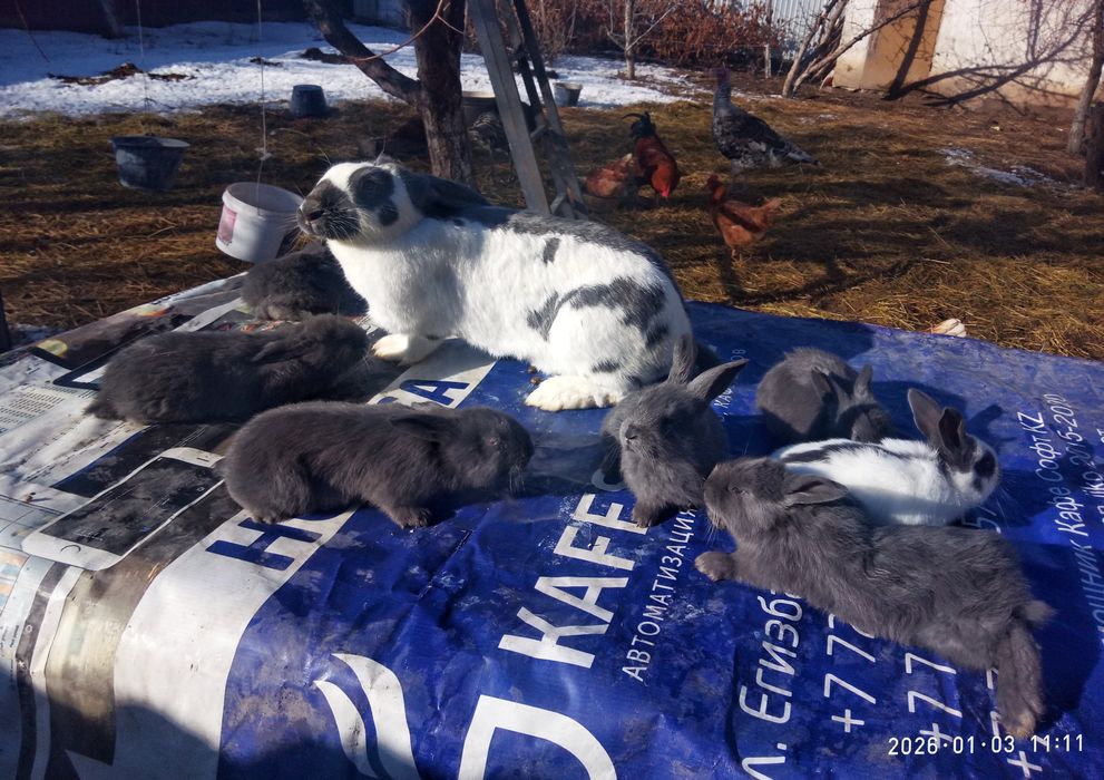 Крольчата породы строкач