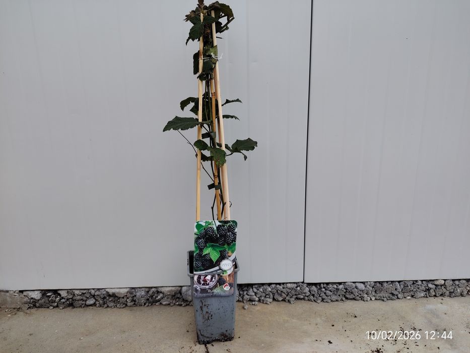 Малина , Къпина, Нар  Смокиня сортове